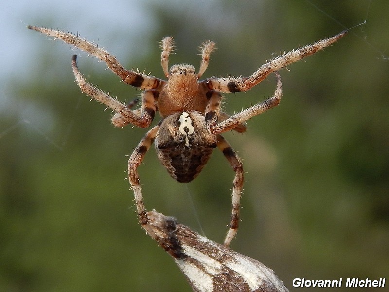 Serie di Araneae del Parco del Ticino